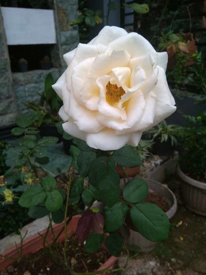 Seidenrose 6