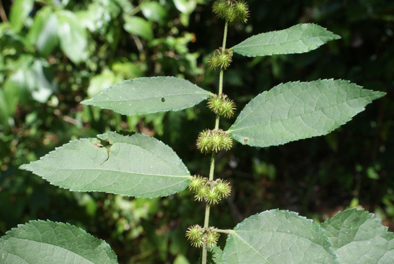 Triumfetta rhomboidea 3