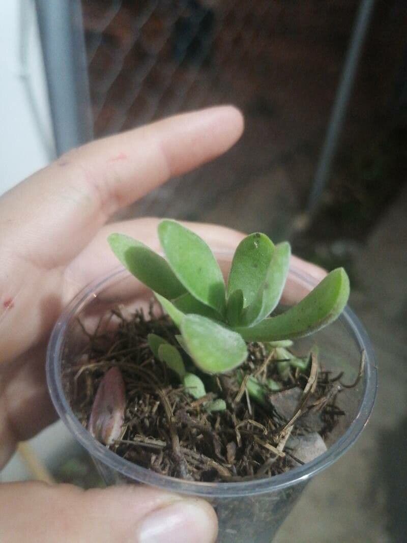 Crassula 5