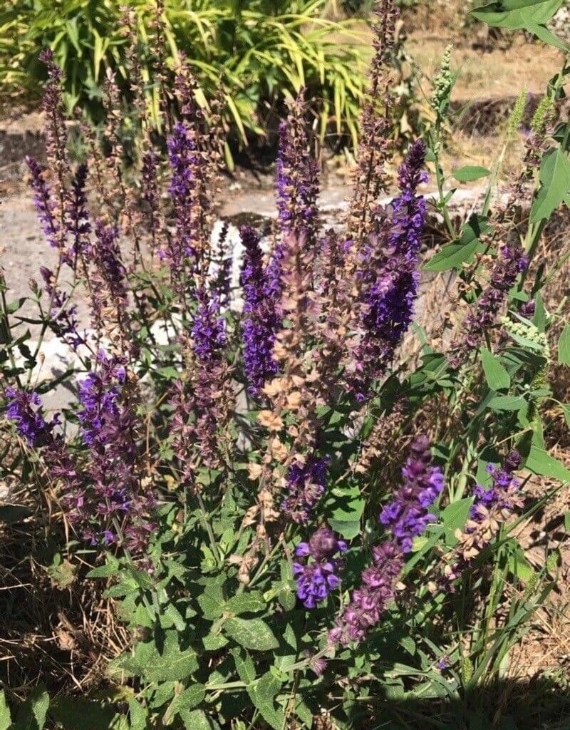Salvia 7