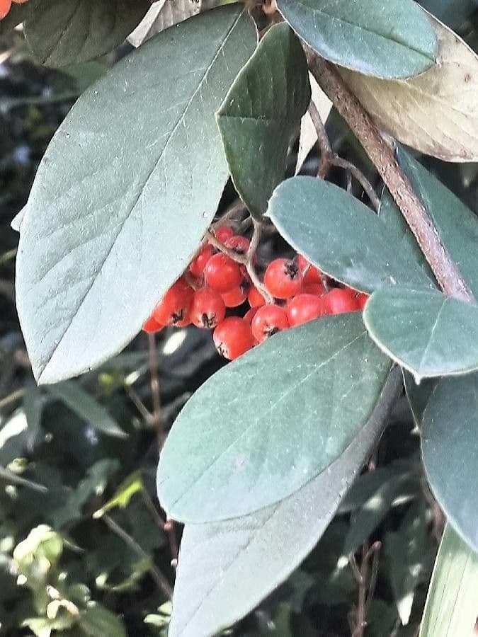 Cotoneaster 20