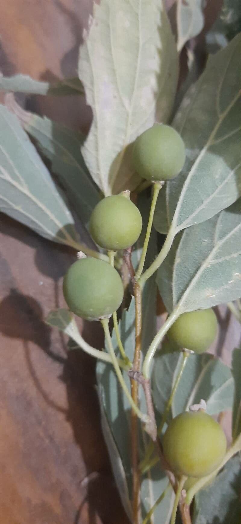 Bagolaro africano