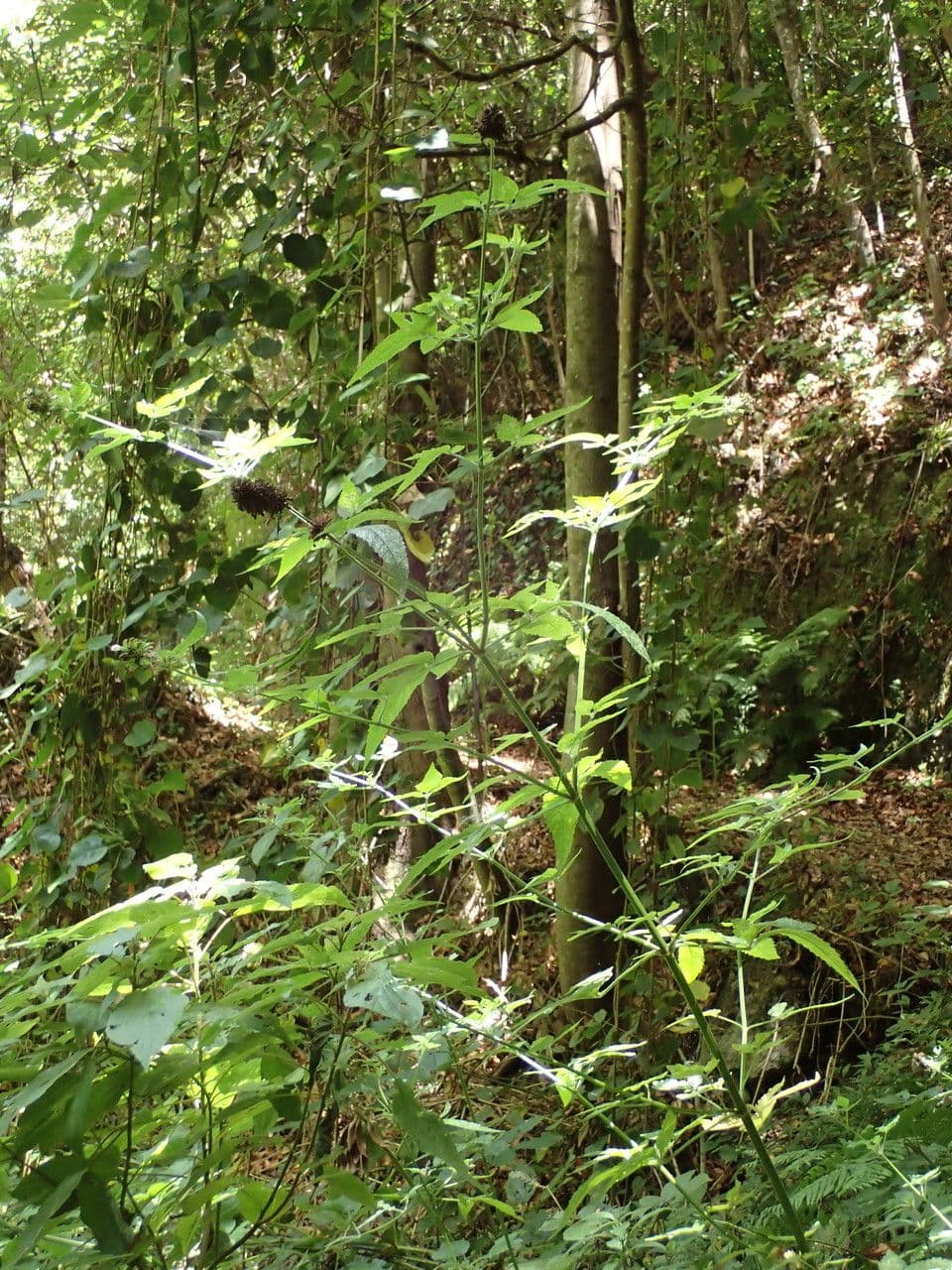 Cedronella canaria 10