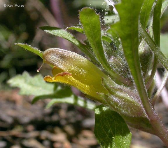Pedicularis semibarbata 2