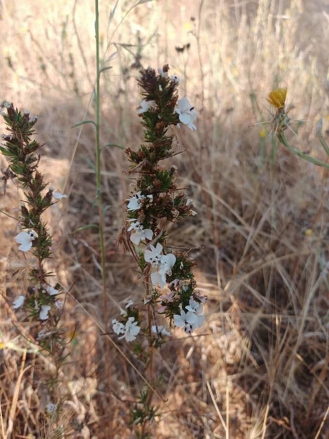 Calycadenia multiglandulosa 6