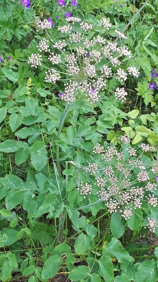 Broadleaf sermountain 7