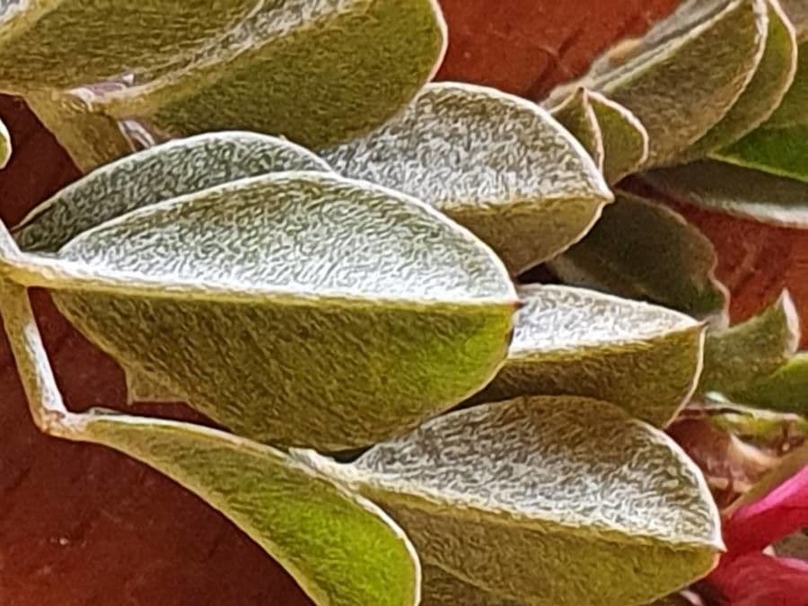 Indigofera 11