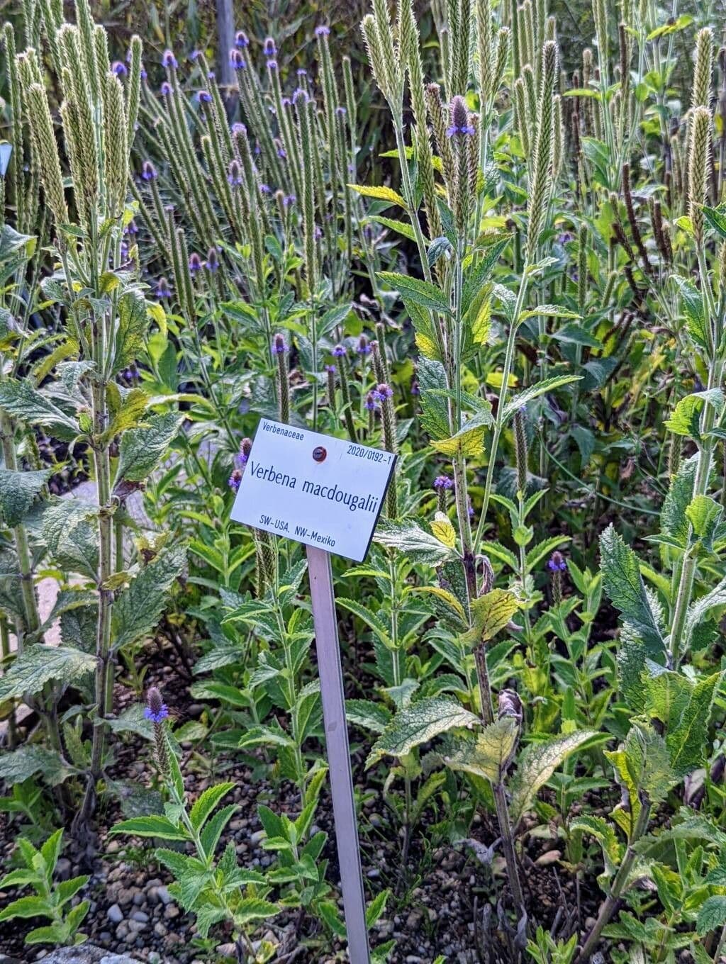 Verbena 10