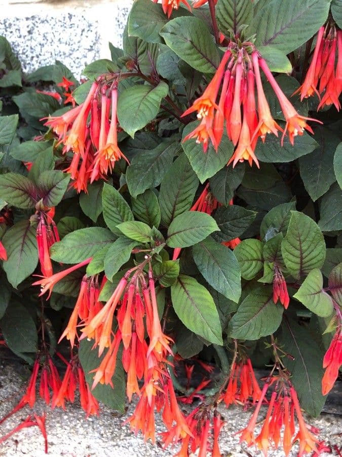 Fuchsien 7