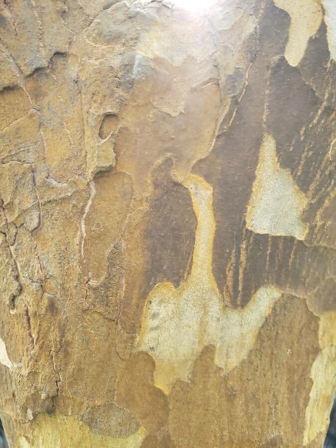 Afrocarpus 11
