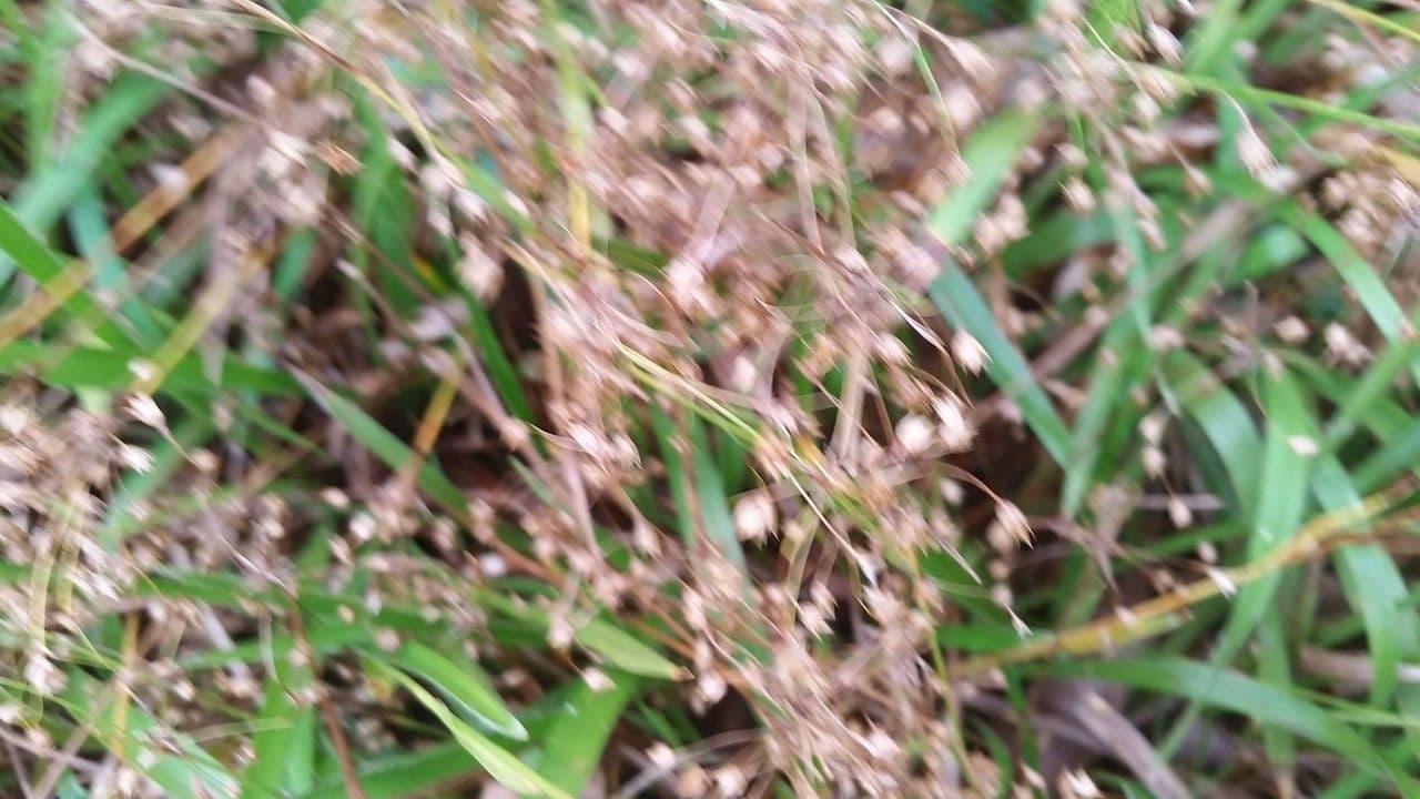 Luzula acuminata 7