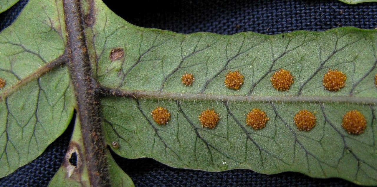 Serpocaulon