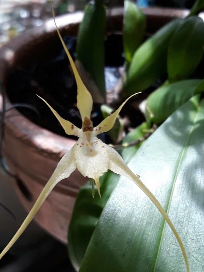 Brassia 3