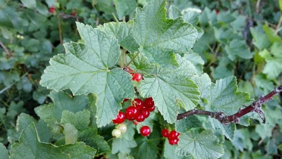 Ríbezľa červená 7