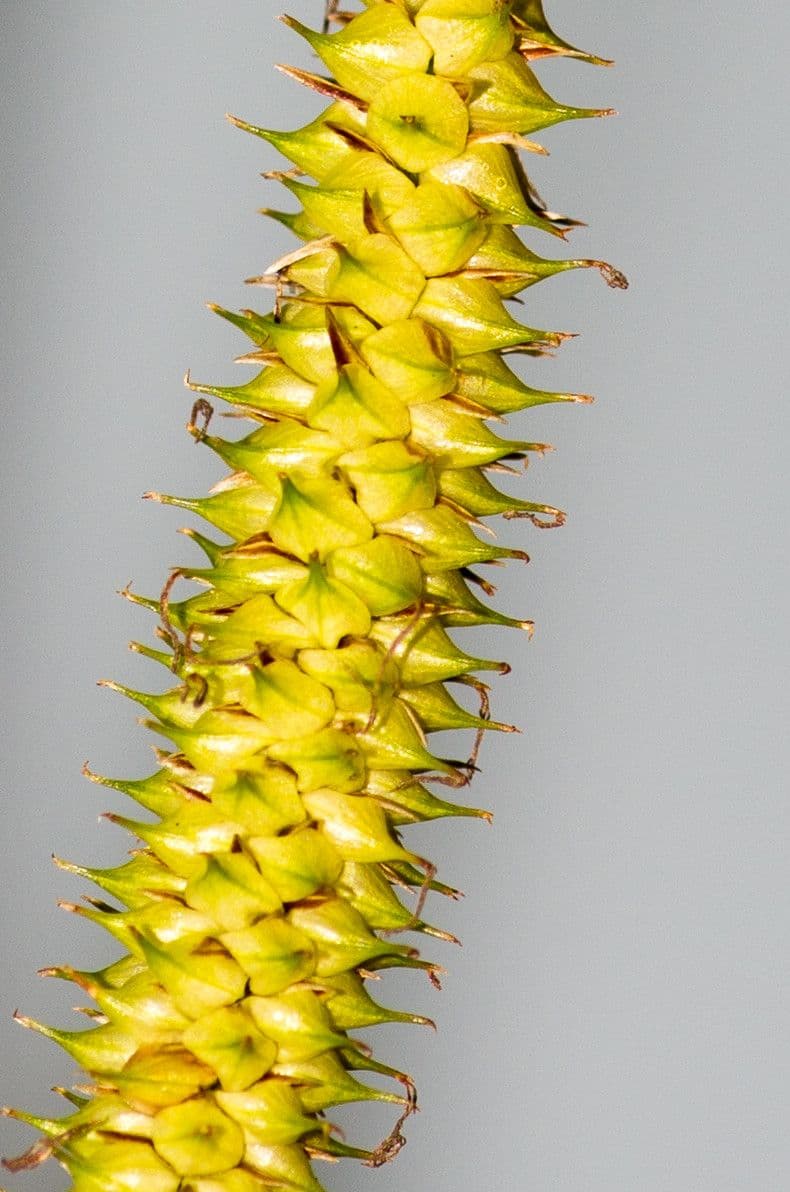Carice rostrata