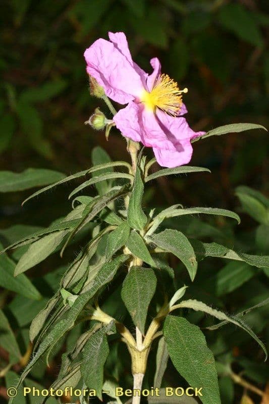 Cistus 24