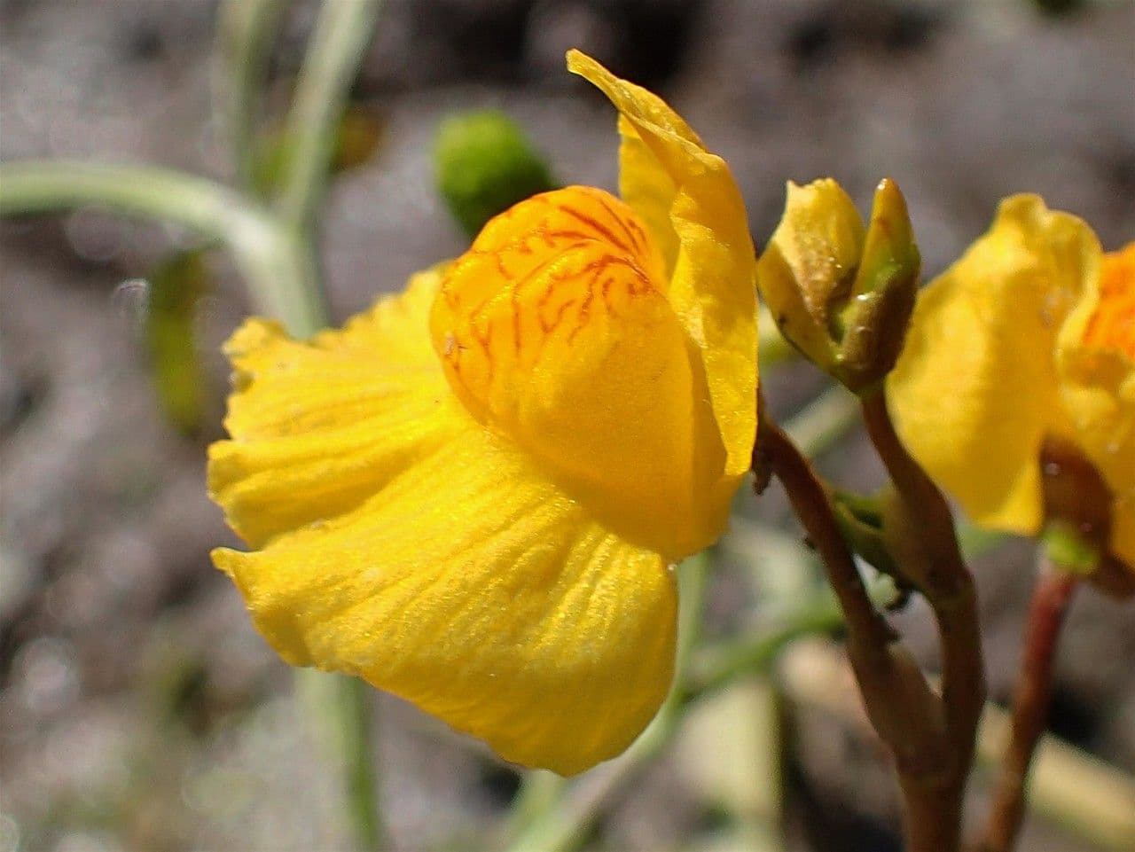 Erba vescica 8