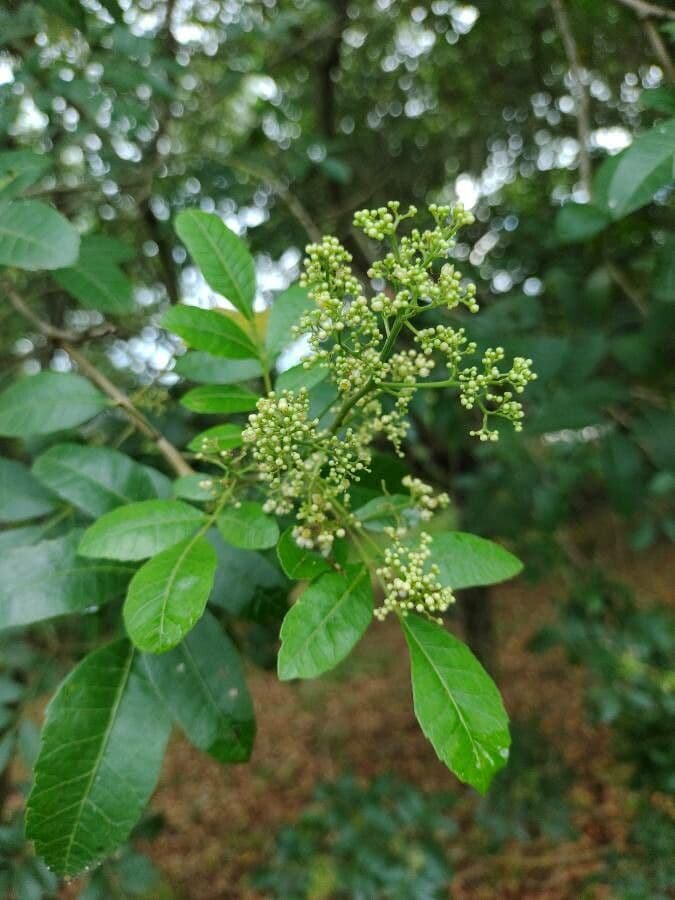 Brazilian peppertree 10