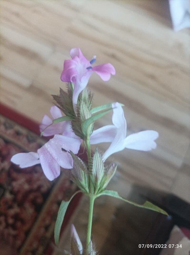 Bürstenblume 19