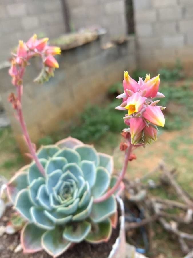Echeveria secunda 6
