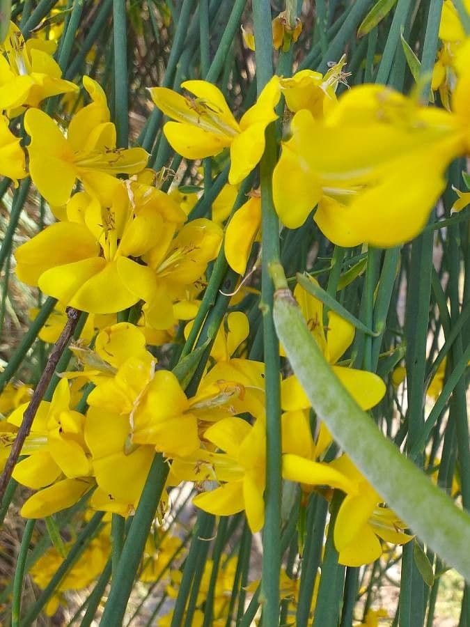 Ginestra odorosa 7