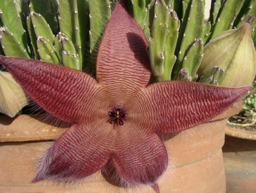 Aasblume 2