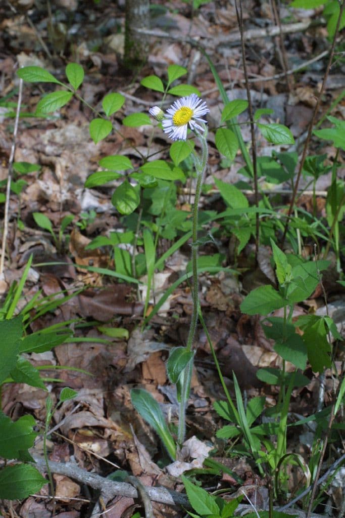Erigeron 7
