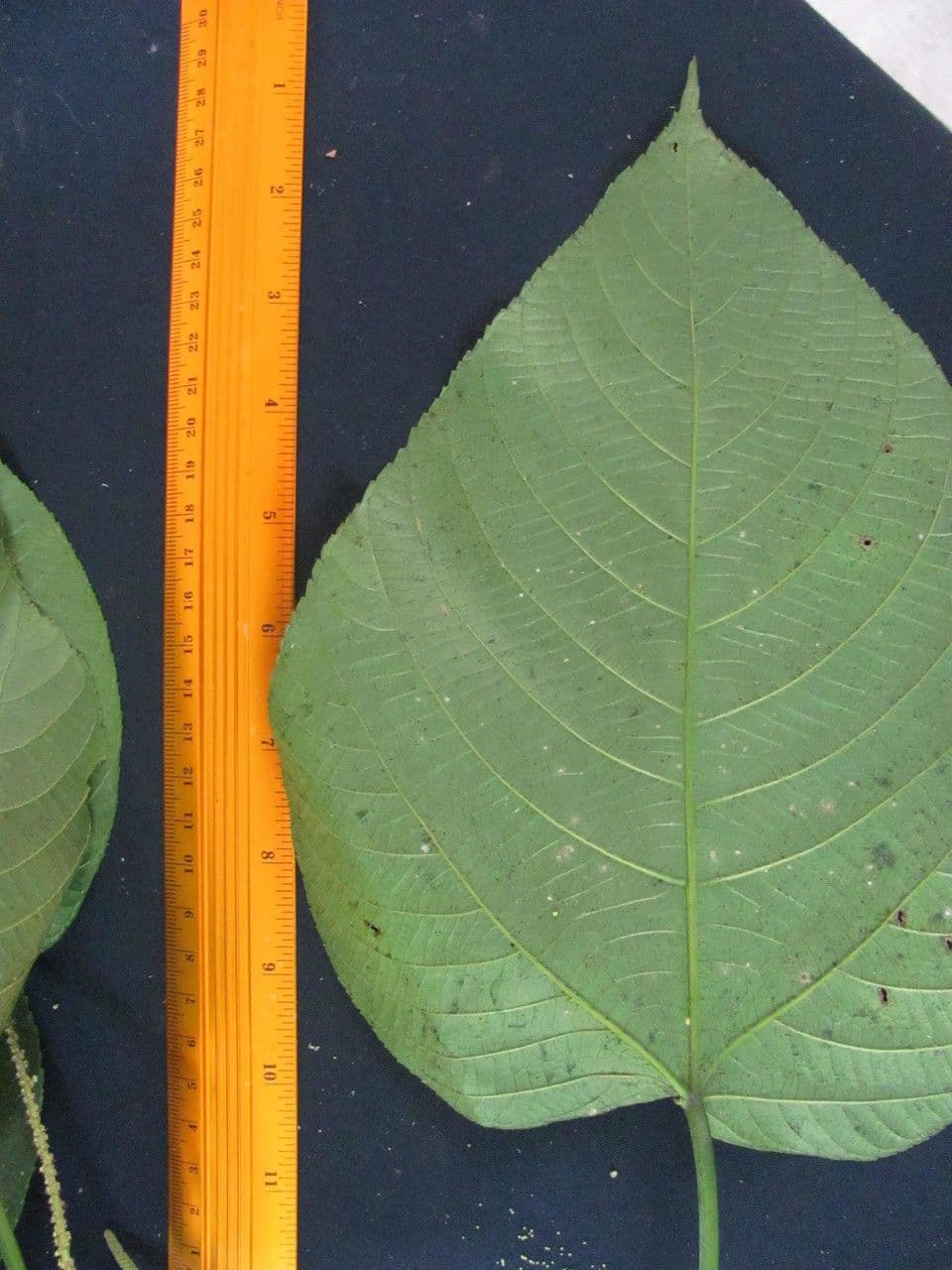 Acalypha a spiga grande 29