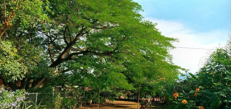 Guanacaste 17