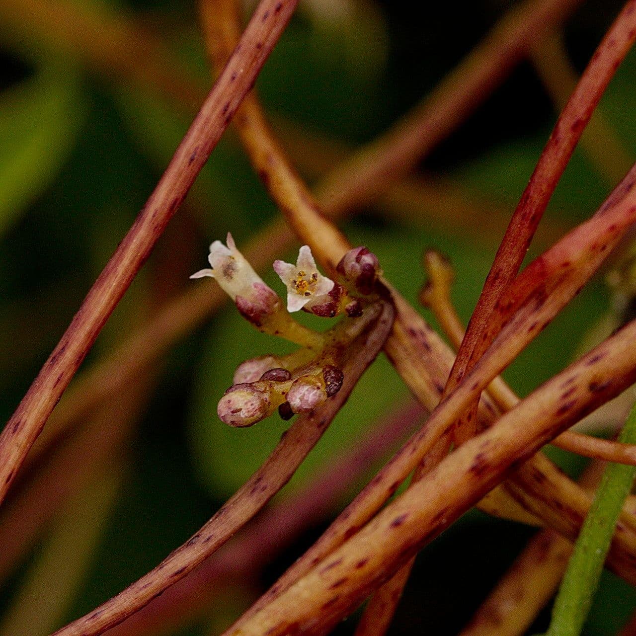 Cuscuta del luppolo 2