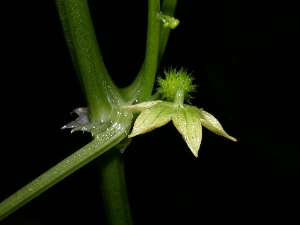 Cyclanthera 5