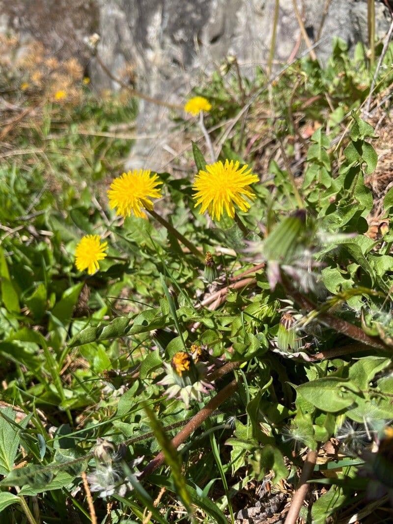 Pusteblume 3