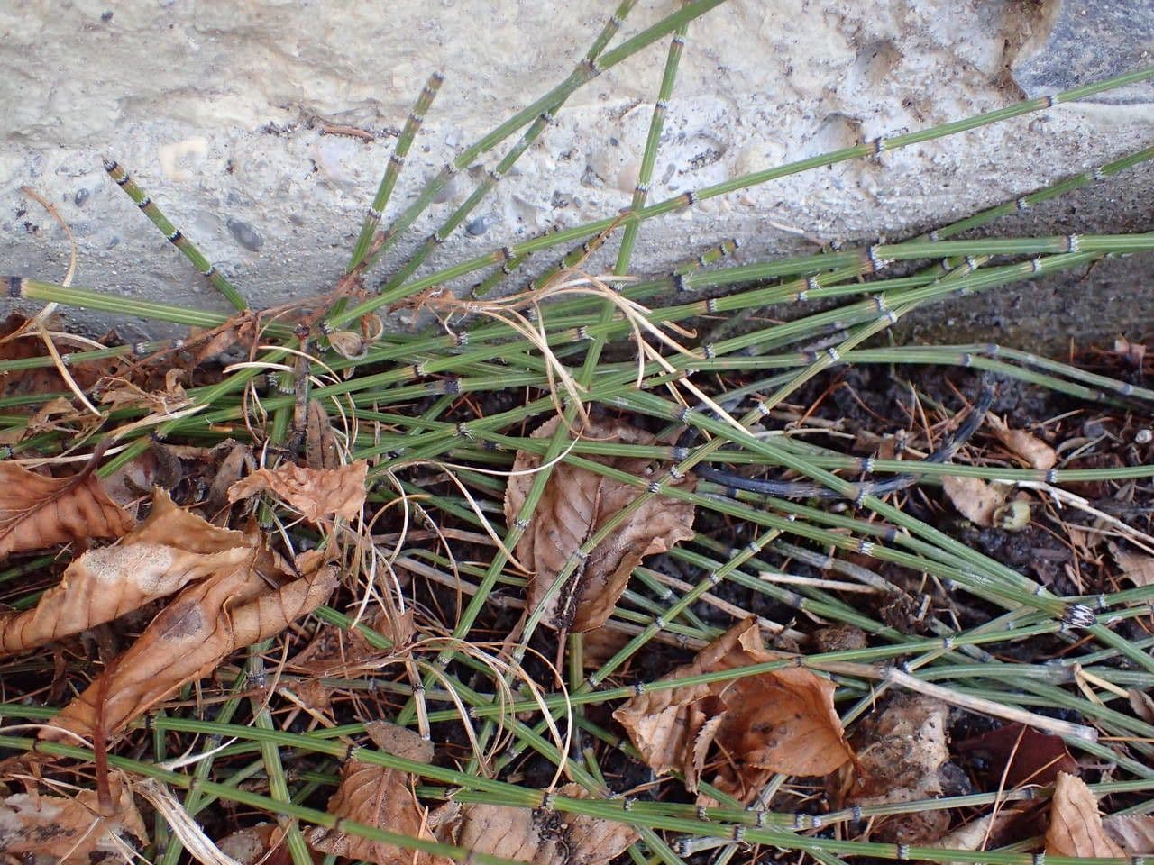 Equiseto variegato 7