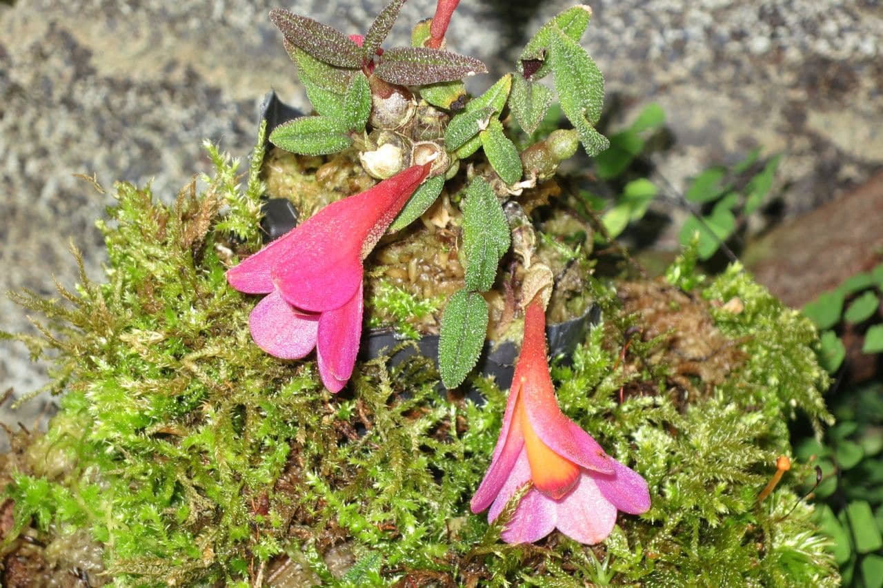 Dendrobium 14