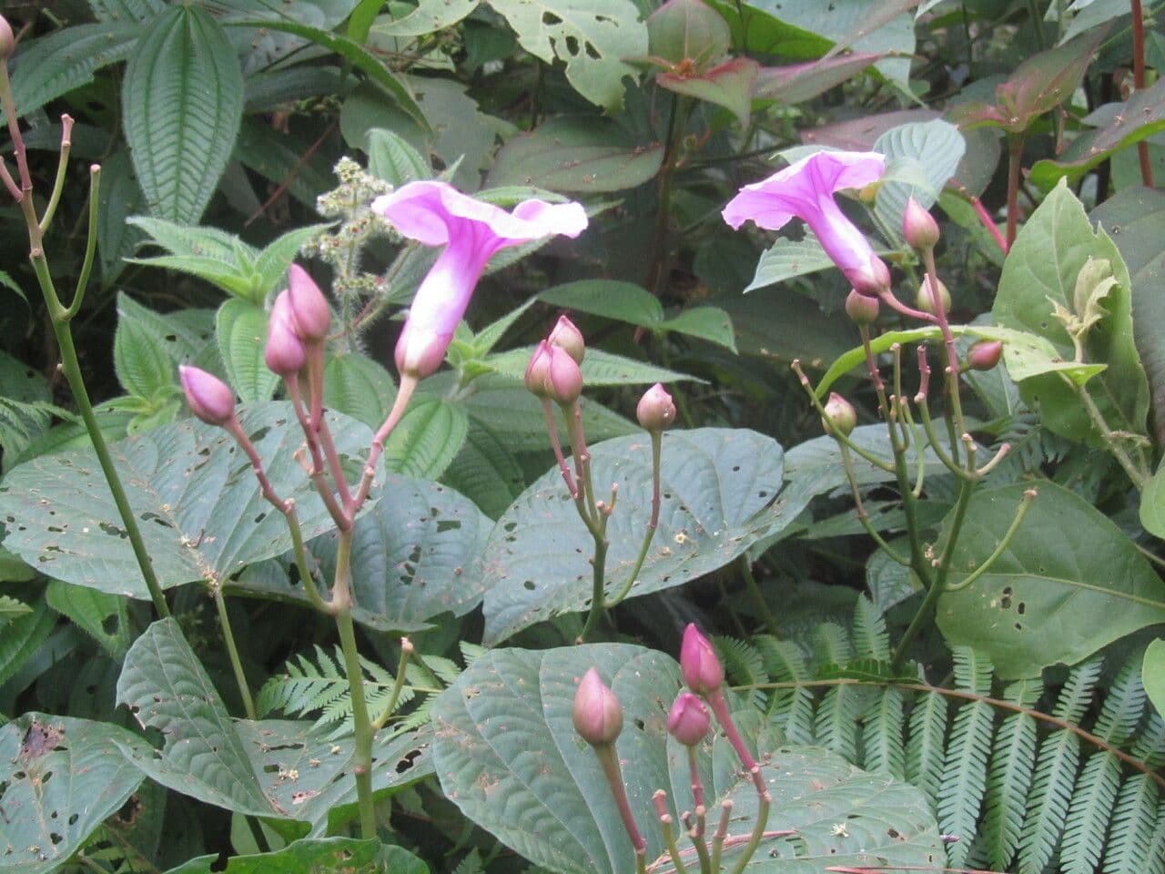 Ipomoea philomega 18