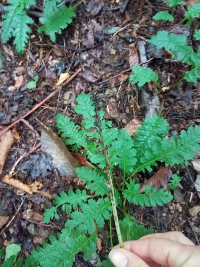 Pedicularis canadensis