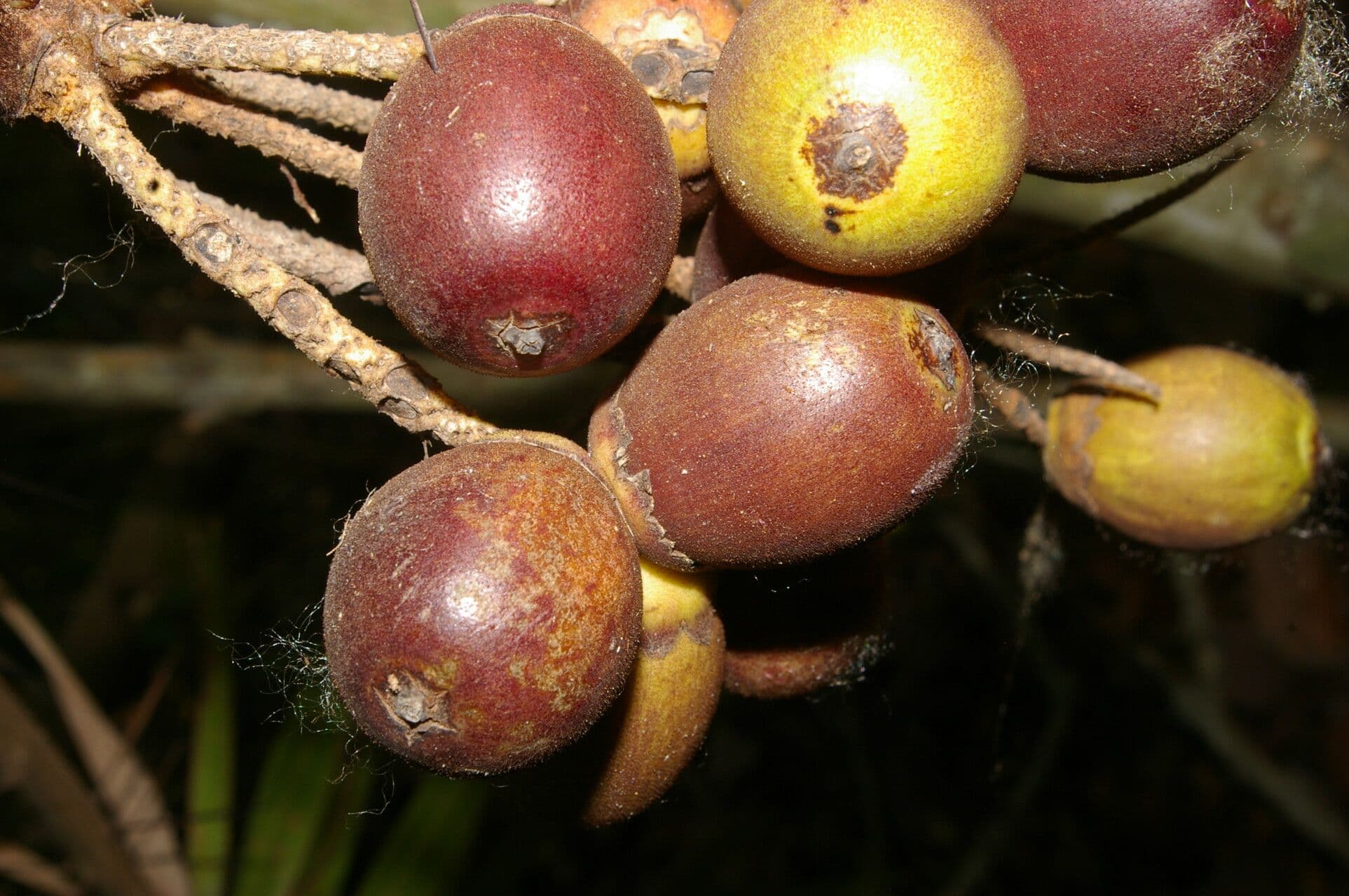 Große Bactris-Palme 2