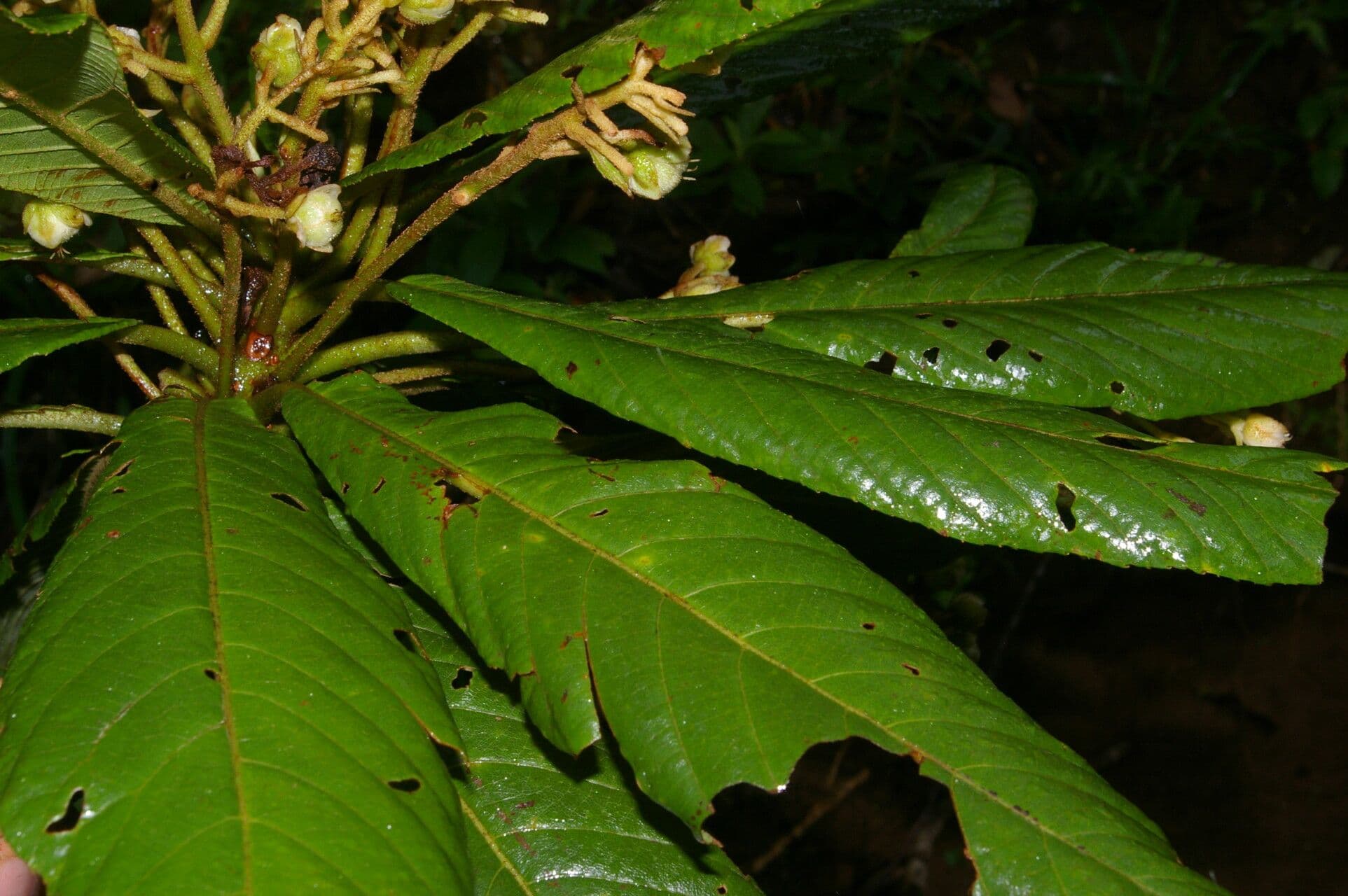 Saurauia 7