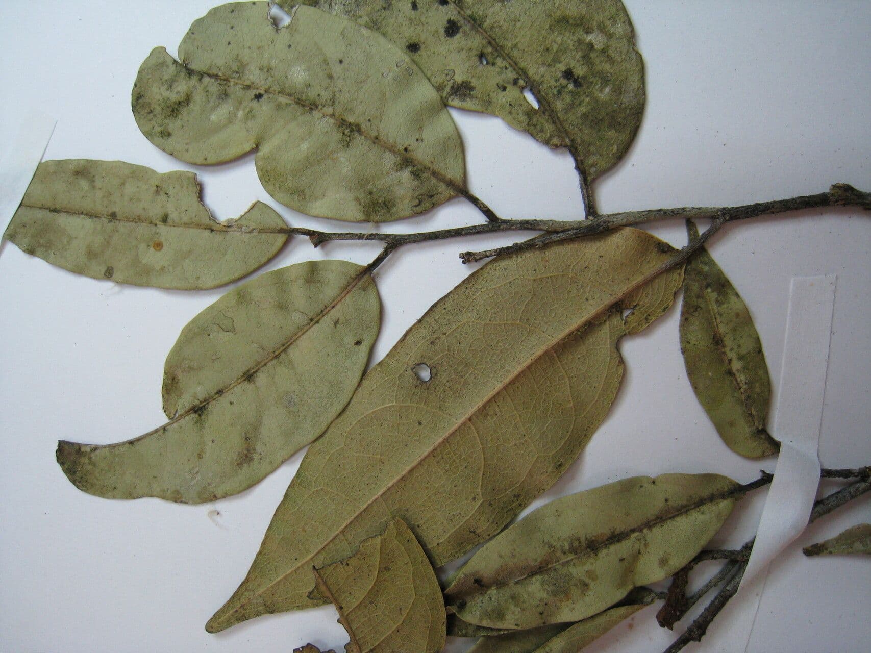 Eschweilera 4