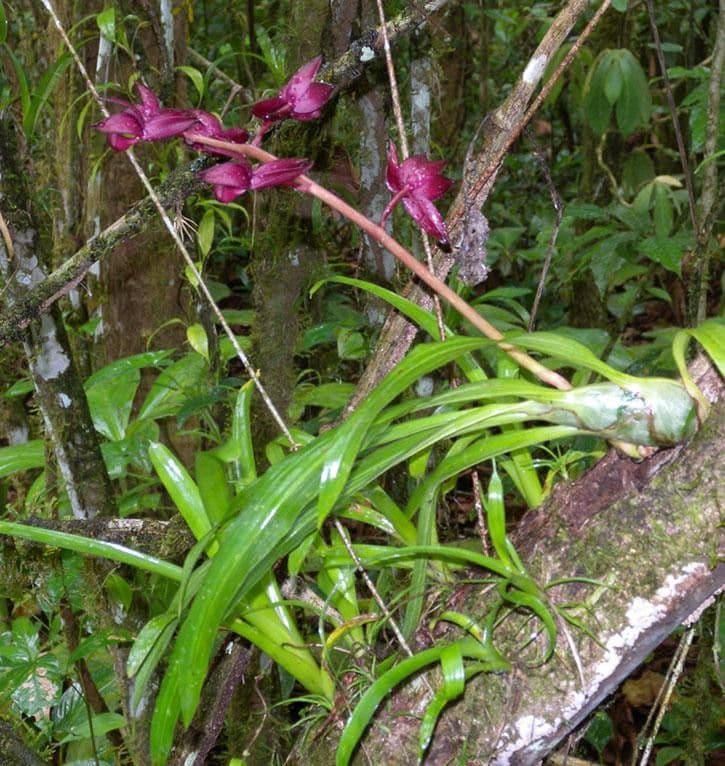 Mormodes
