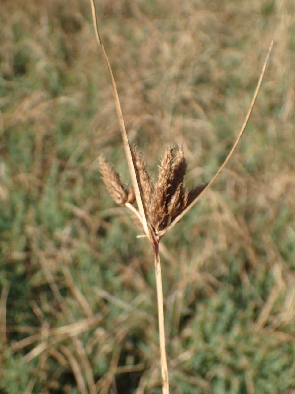 Lisca marittima 11