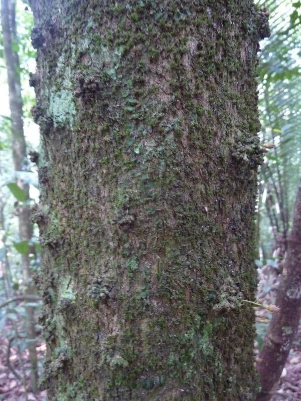Chrysophyllum cuneifolium