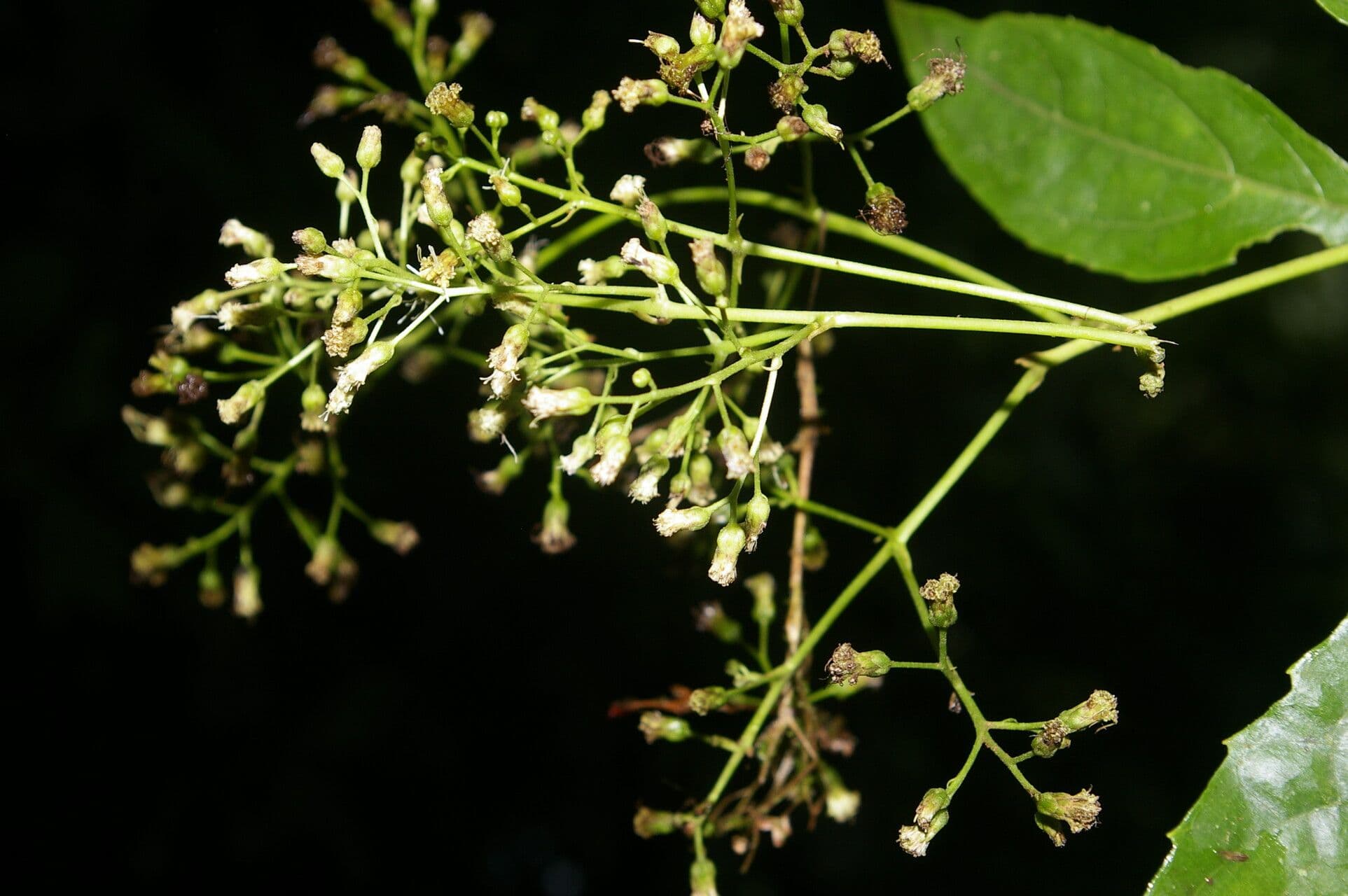 Koanophyllon