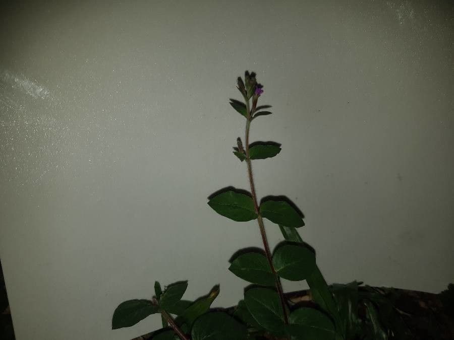 Cuphea 6
