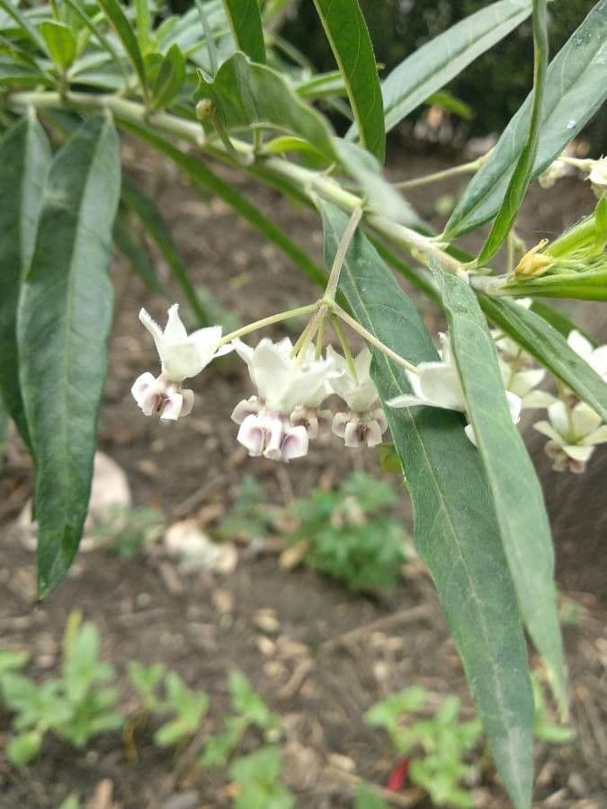 Gomphocarpus physocarpus 9