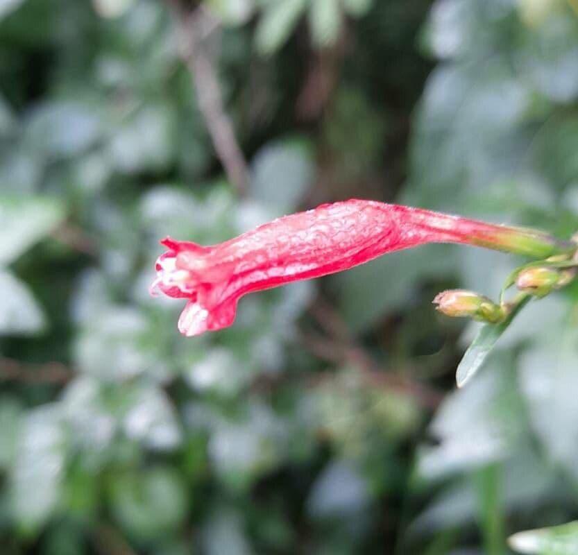 Ruellia angustiflora 5