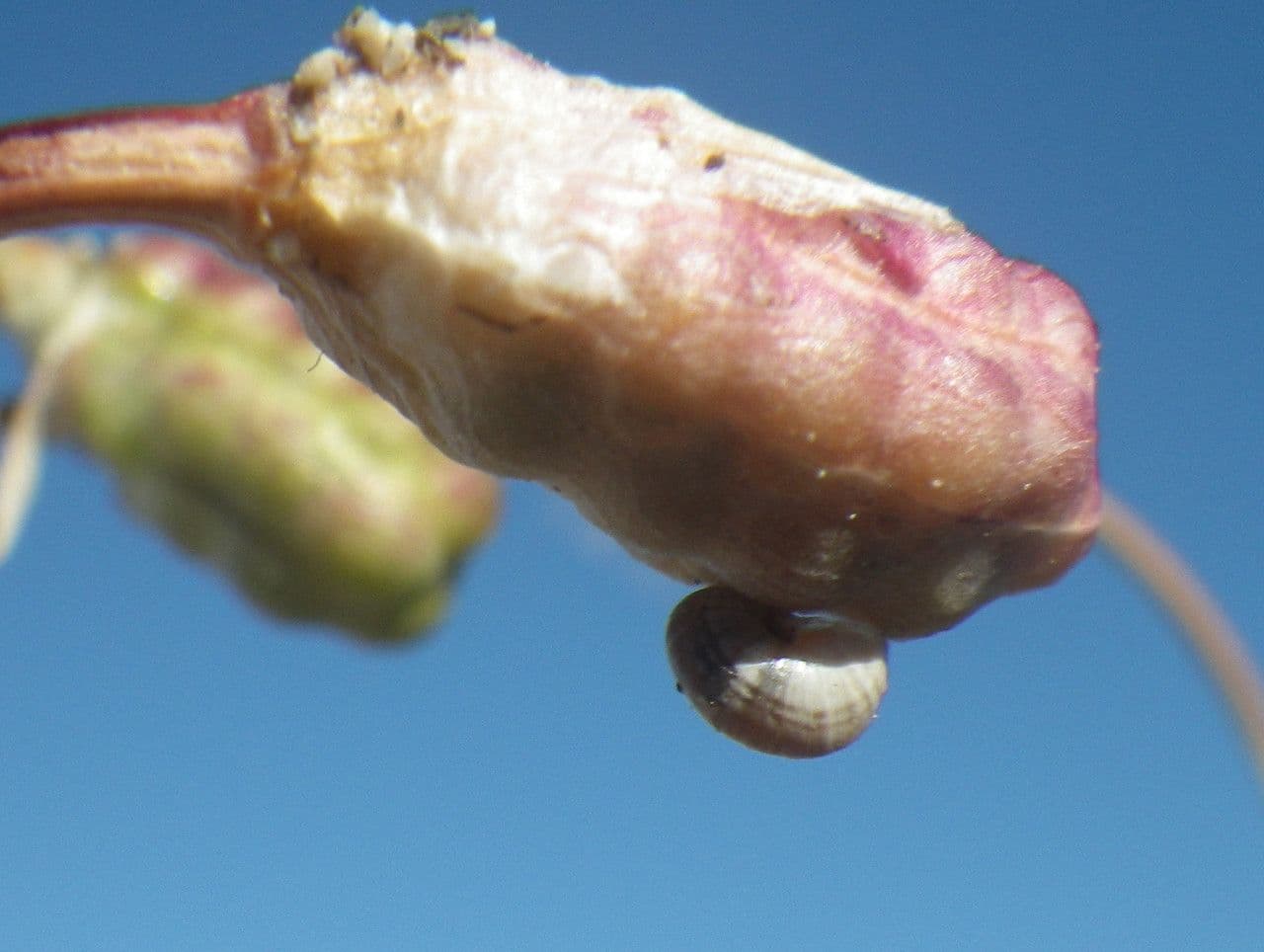 Romulea
