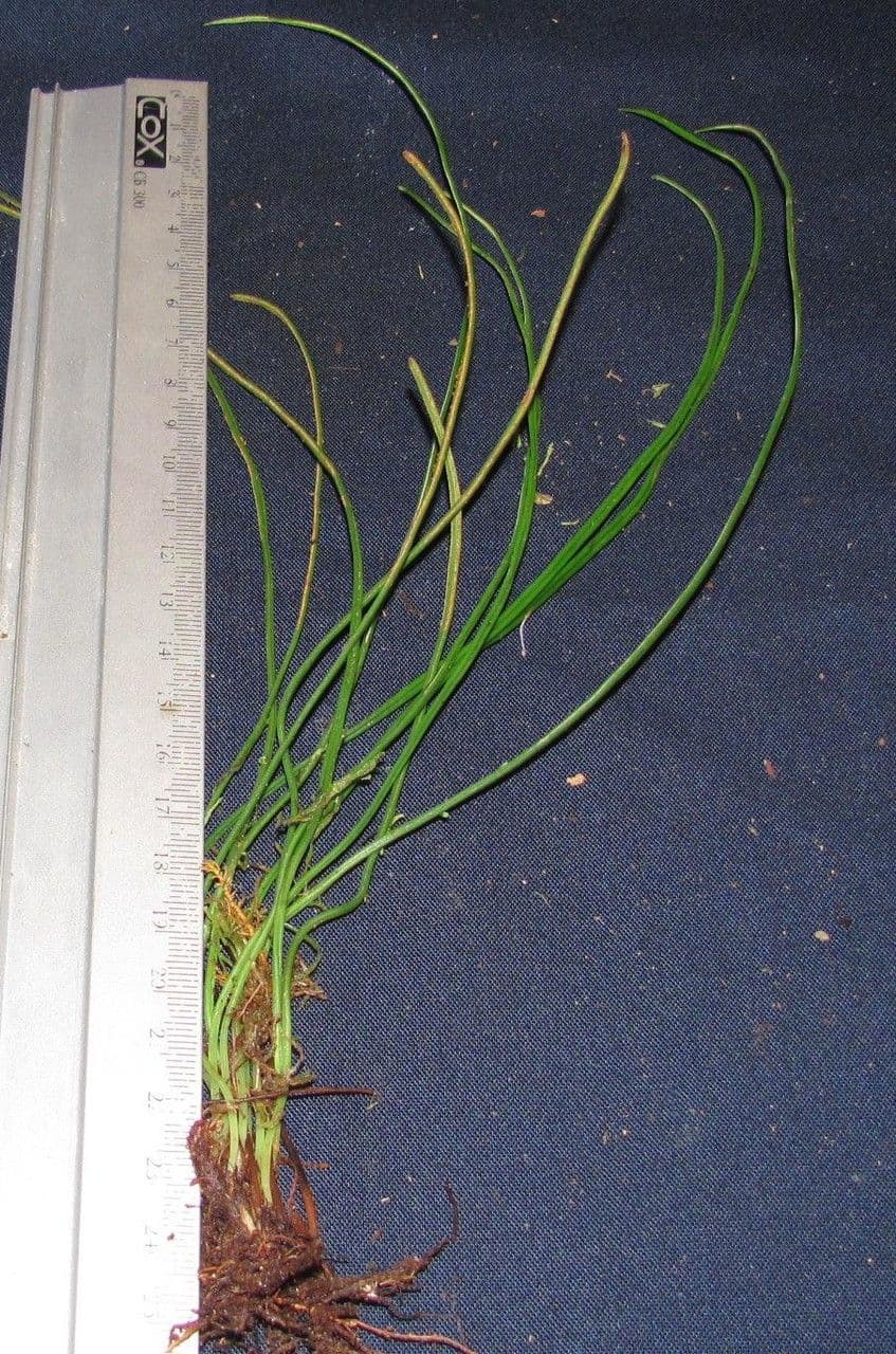 Gras-Schuhfarn 9