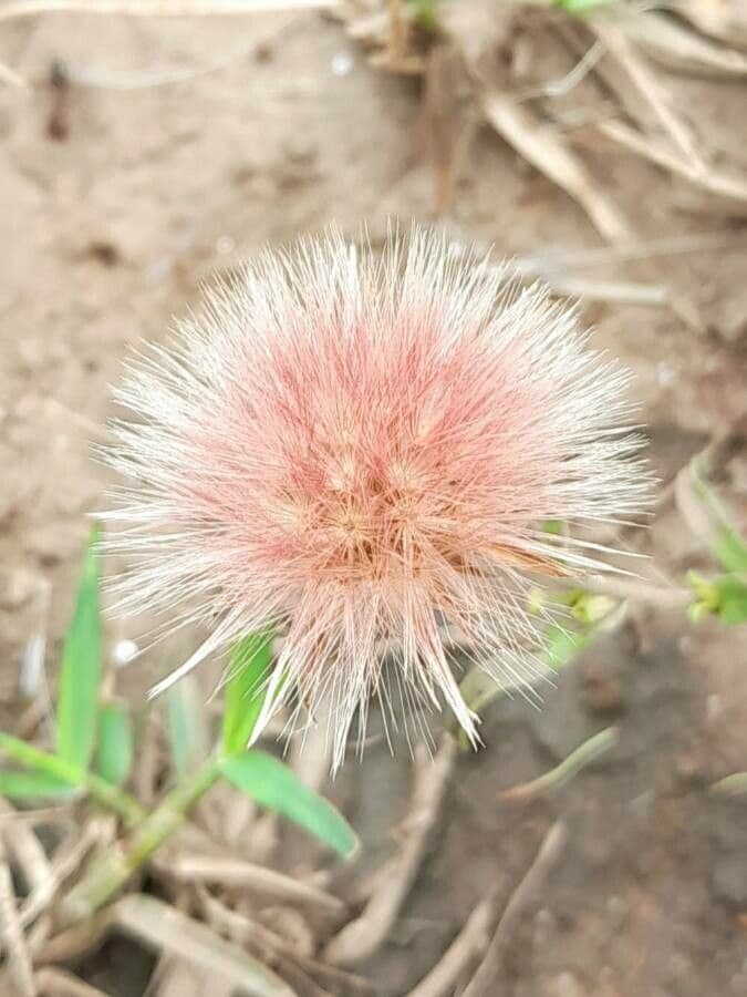 Noticastrum