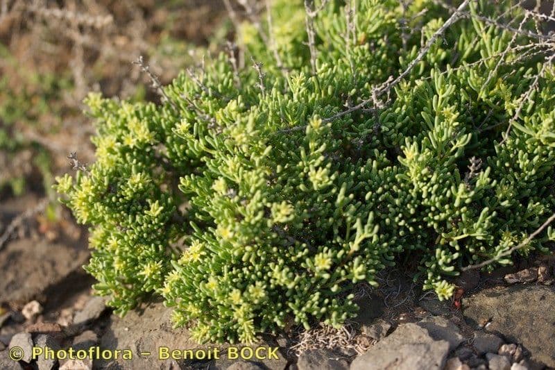 Gymnocarpos 9